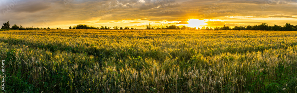 Germany, XXL panorama of rural wheat fields in warm sunset light - obrazy, fototapety, plakaty 