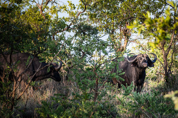 Two Cape Buffalos