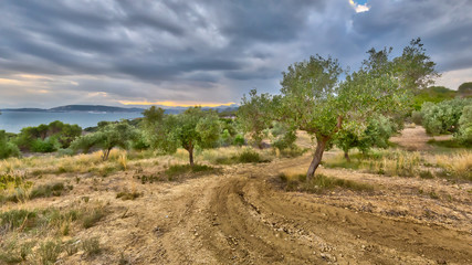 Sticker - Olive tree plantation