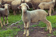Cordero mirando a la cámara en un rebaño de ovejas