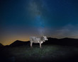 Via lattea fa da sfondo ad una mucca che riposa in un prato di alta montagna.