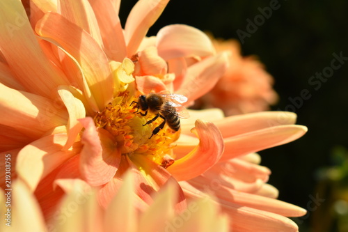  Obraz duże kwiaty   duzy-kwiat-z-pszczola