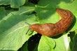 Orange slug on green leaves background, closeup