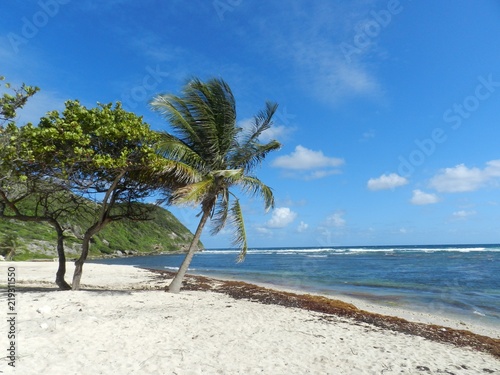 Cocotier Sur La Plage Des Caraibes Stock Photo Adobe Stock
