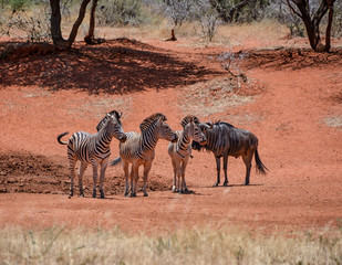 Sticker - Zebra And Blue Wildebeest