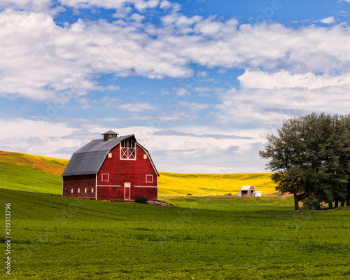 Pinturas sobre lienzo  Red barn and canola field in Palouse, WA