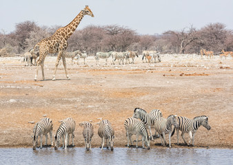 zebra at a water hole