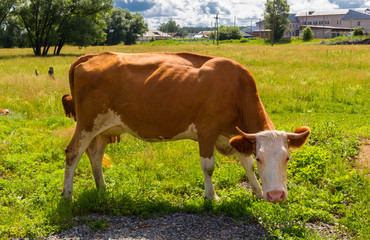 Cow on a green summer pasture. Portrait of a white and red-haired cow. Heifer is grazing in a on the sunny meadow in village