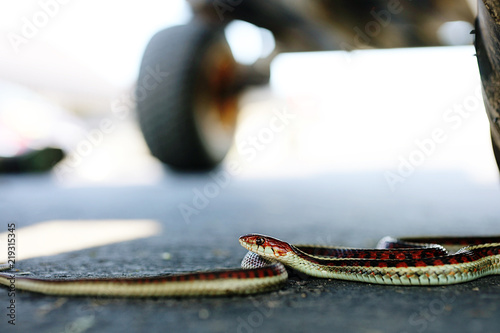 Zdjęcie XXL Młody pasiasty wąż pod pojazdem