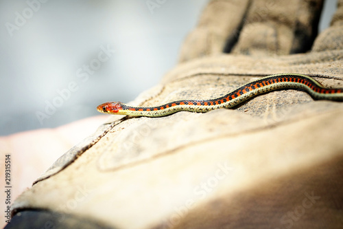 Zdjęcie XXL Młody pasiasty wąż.
