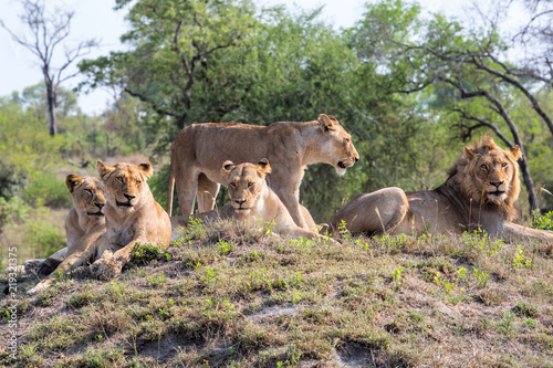 lion-family-coming-from-kruger-into-sabi-sands-game-reserve-and-resting-on-a-small-hill-at-a-watherhole-in-south-africa