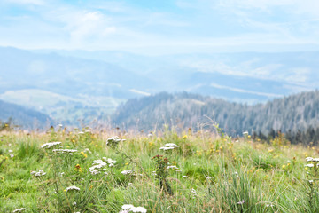 Picturesque landscape with wildflowers in meadow and mountain forest on background