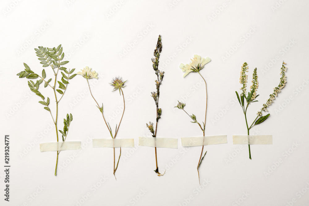 Wild dried meadow flowers on white background, top view - obrazy, fototapety, plakaty 