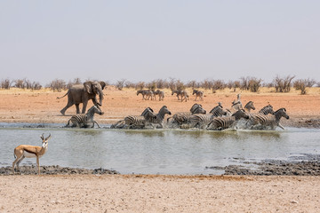 elephant chasing zebra
