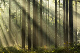 Fototapeta Las - Light rays at sunrise in a forest