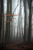 Fototapeta Las - Fog in a forest in the winter