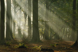Fototapeta Las - Light rays at sunrise in a forest