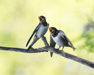 Canvas Print -  little hungry Chicks birds village swallows sit on the frost over a reservoir and uncovered their small beaks in anticipation food and parents year-old clear day