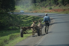 A Man Pulling Donkeys Attached To A Carriage