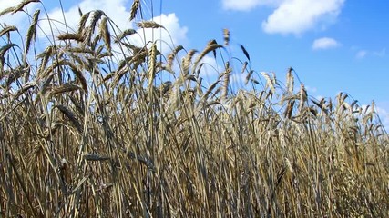 Wall Mural - Golden wheat field against a blue sky
