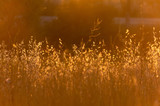Fototapeta Dmuchawce - soft sunlight, lights the grass at sunset