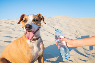 Giving water to a dog. Female hand holds bottle of water for a thirsty pet on hot day outdoors