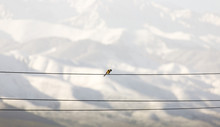 The Bird Sits On An Electric Cable And On The Background Of A Mountain From Afar