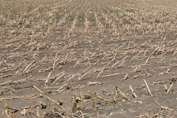 Empty field after harvest of corn