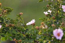 Close-up Of Flowers Of A Dog's Rose