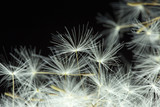 Fototapeta Dmuchawce - Dandelion with macro seeds on a black background