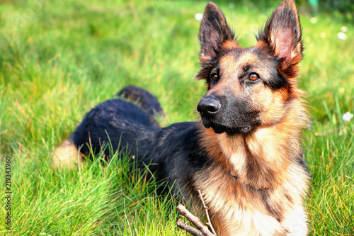 Chien Berger Allemand Buy This Stock Photo And Explore