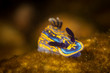 The most typical nudibranch in atlantic coast