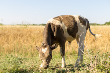 cattle in the field