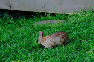 Wall Mural - Rabbit