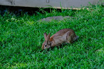 Canvas Print - Rabbit