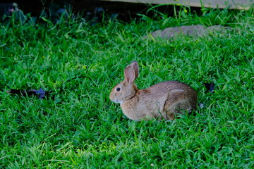 Wall Mural - Rabbit