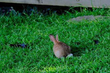 Canvas Print - Rabbit