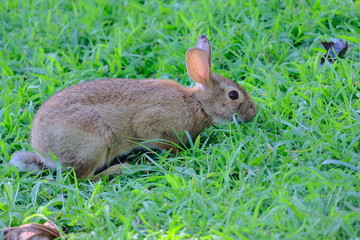 Canvas Print - Rabbit