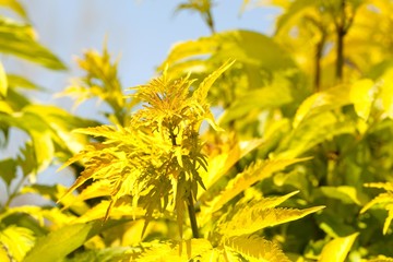 Yellow Plant