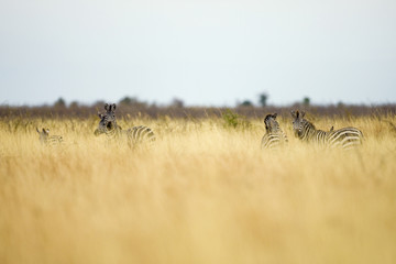 Wall Mural - Herd of wild zebras in tall grass in Africa