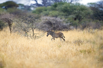Wall Mural - baby zebra alone in africa