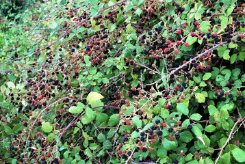 Blackberry Bush