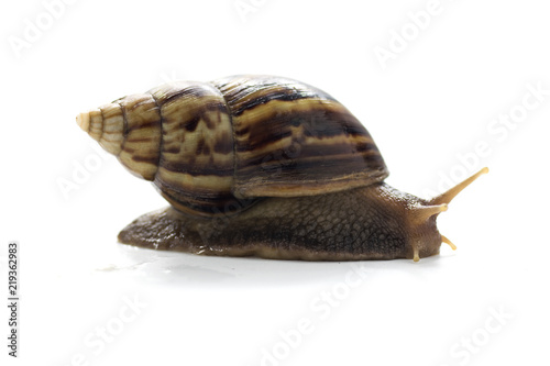 Zdjęcie XXL mały ślimak brązowy lub ślimak na białym tle wyizolowanych z wycinek ścieżki pracy