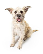 Happy Young Terrier Dog On White