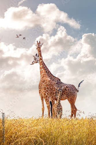 Plakat Masai Giraffe Family in Africa Grasslands