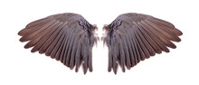 Angel Wings On White Background
