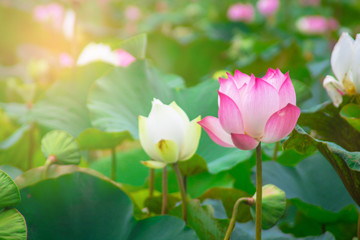 Fototapete - beautiful pink lotus flower