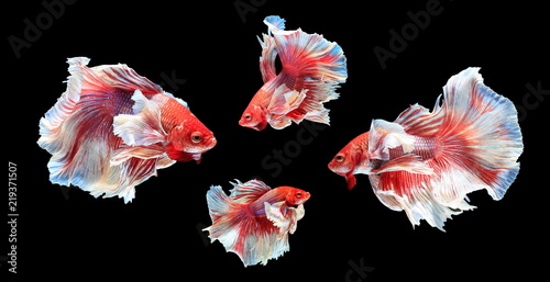 Zdjęcie XXL Walcząc z ryb, piękne ryby, kolorowe ryby walczące Siam, na czarnym tle