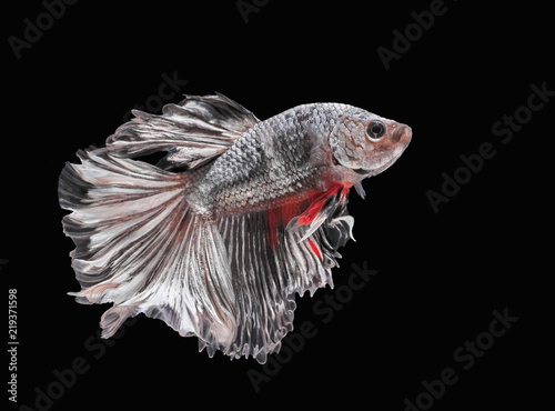 Zdjęcie XXL Walcząc z rybami, piękną rybką, pięknym kolorowym rybakiem Siam, czarne tło
