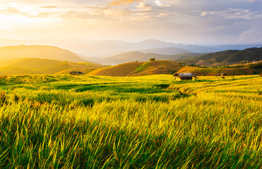 Canvas Print - Beautiful gold color sunset at rice field, rice terrace in Chiang mai Thailand.